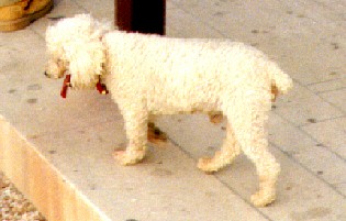 weier, schmutziger Pudel