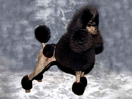 Eklig frisierter Pudel